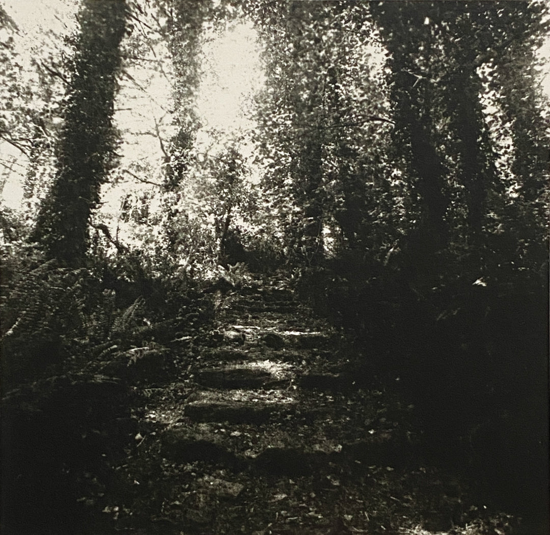 Stone stairs lead through a forest in dappled sunlight. The path is covered with leaves.