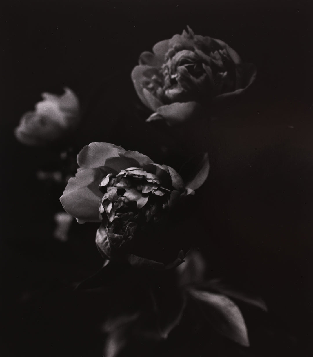 Peonies