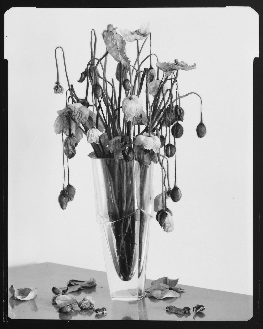 Poppies