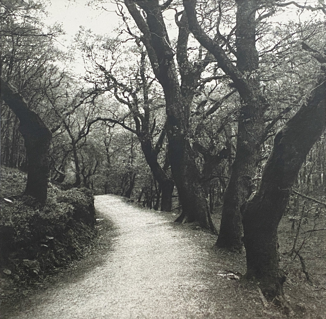 A path winds its way through the forest with dark brent tree trunks on each side of the path. A silver gelatin photograph made using a paper negative which gives additional texture to the image.